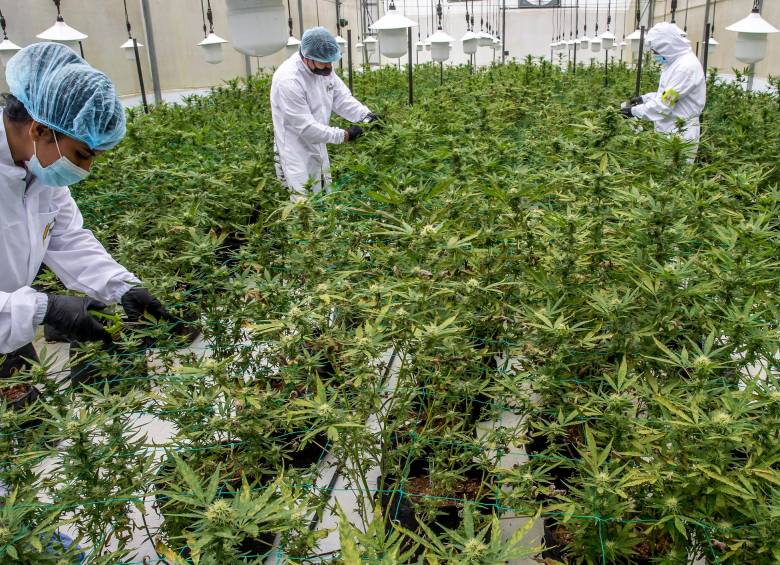 Achat à un grossiste de CBD suisse : les informations à savoir en France - Pollen Shark